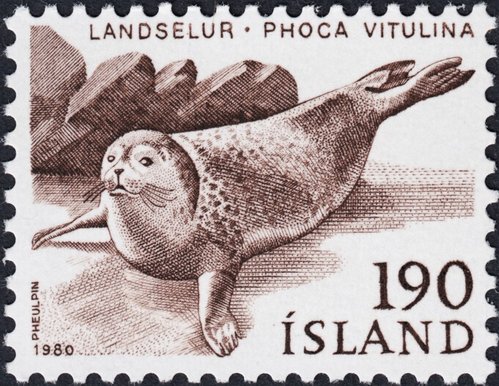 1980_Islandia_Foca Vitulina.jpg