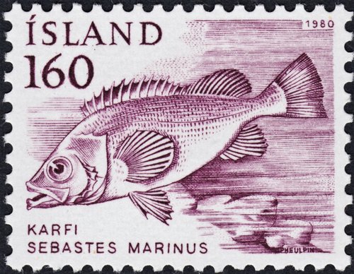 1980_Islandia_Sebastes Marinus.jpg