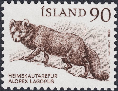 1980_Islandia_Alopex Lagopus.jpg