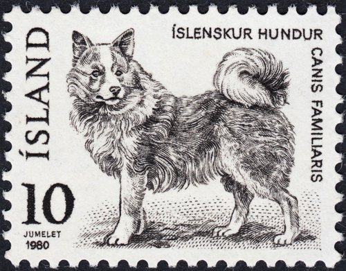 1980_Islandia_Canis familiaris.jpg