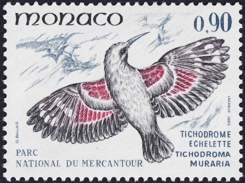 1982_Mónaco_Tichodroma muraria.jpg