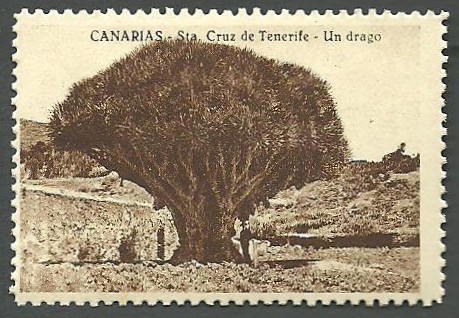 NANUK Canarias santa Cruz Tenerife Drago