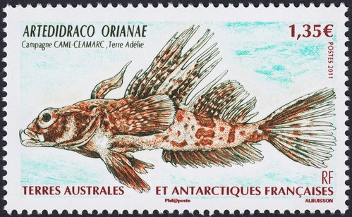 2011_TAAF_Artedidraco Orianae.jpg