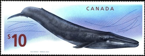 2010_Canadá_Ballena azul__.jpg