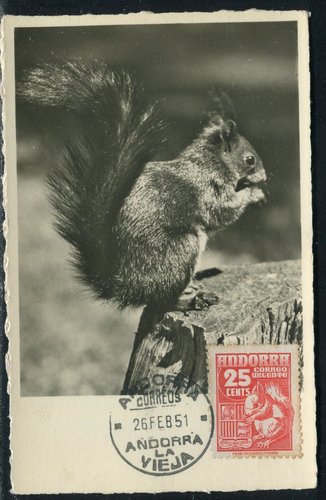 ardilla 2.JPG