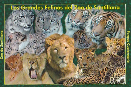 felinos.jpg