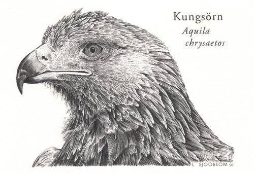 Águila real. Grabado especial de 2004 de Lars Sjööblom