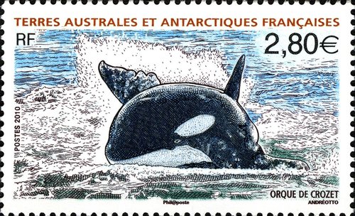 Orca de las Islas Crozet. Taaf, 2010