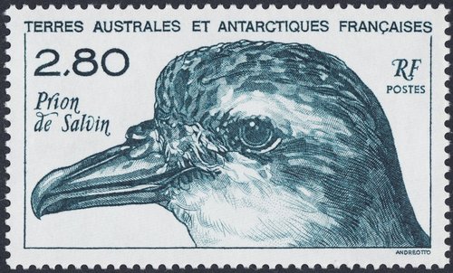 Pato-petrel de Salvin (Pachyptila salvini). TAAF, 1994