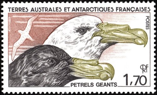 TAAF, 1986. Petreles gigantes antárticos