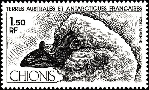 TAAF, 1981. Paloma antártica