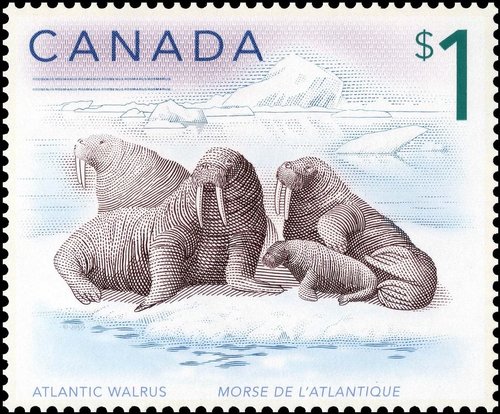 Morsa del Atlántico, Canadá, 2005. Grabado de Jorge Peral. Calcografía y offset