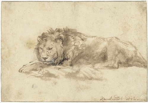 “León acostado” (1650-1659), de Rembrandt. Pluma y pintura blanca y marrón, 20.4 x 14.1 cm