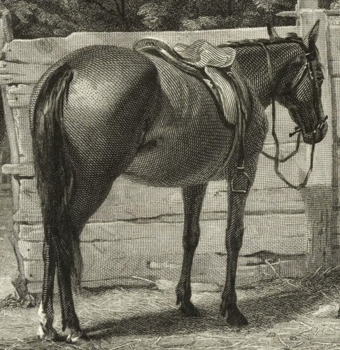El caballo grabado por Charles Burt, ¡cincelado!, pura delicadeza...