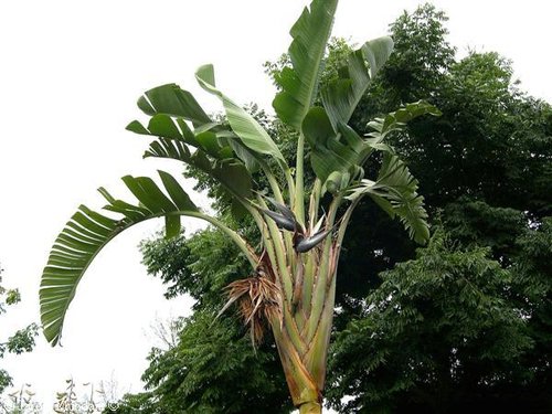 aveparaiso1.jpg