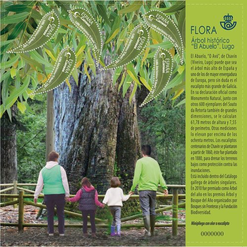 2018-11-07. Flora. Árbol histórico El Abuelo. Boceto. Baja.jpg