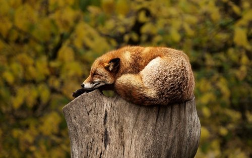 fox-1284512_960_720.jpg