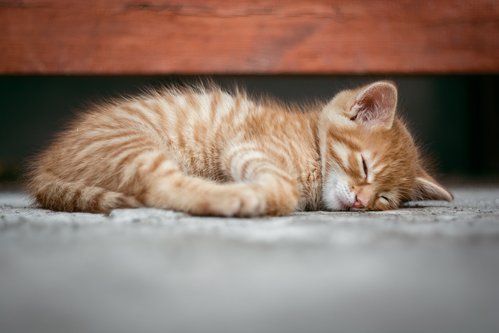 cat-1941089_960_720.jpg
