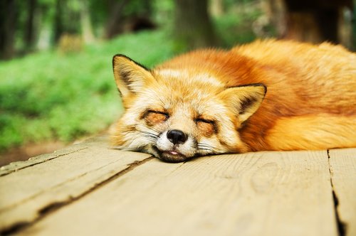 animal-967657_960_720.jpg