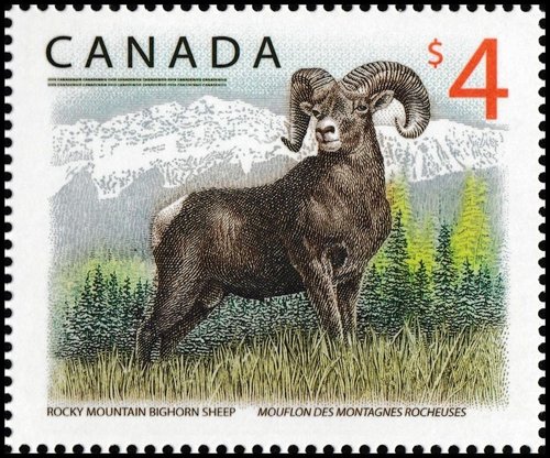 2018_Canadá_Rocky%20Mountain%20Bighorn%20Sheep__ag%20y%20b_1_result.jpg