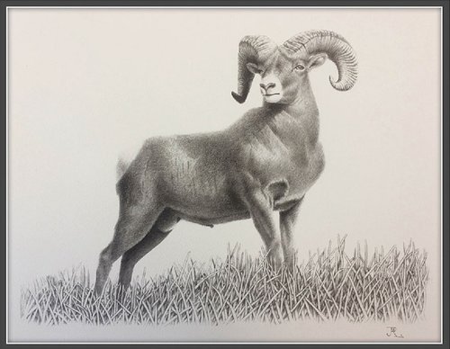 2018_Canadá_Rocky Mountain Bighorn Sheep.jpg