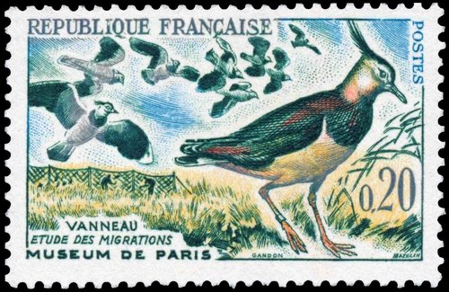 Francia, 1960, Estudio de las migraciones, Museo de París, Vanneau Huppé (Vanellus vanellus, avefría europea). Serie de 4 sellos. Sello diseñado por Pierre Gandon y grabado por Charles Mazelin; calcografía. Arriba, el proyecto adoptado (gouache y lápiz) de Gandon y al que finalmente el artista hizo algunos retoques