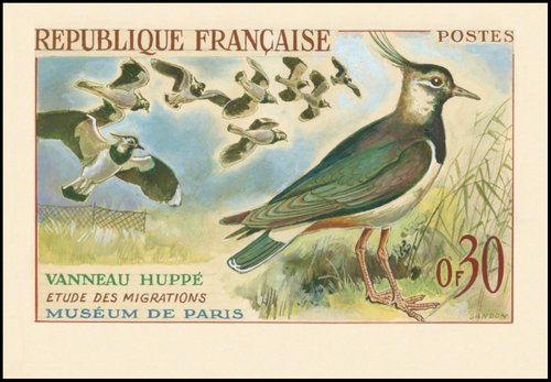 1960_Aves_%20Vanneau%20Huppé_lápiz%20y%20gouache.jpg