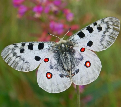 Mariposa Parnassius apollo