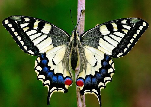 Mariposa Papilio machaon