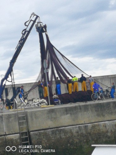 Pescadores desmallando redes a la salida del puerto