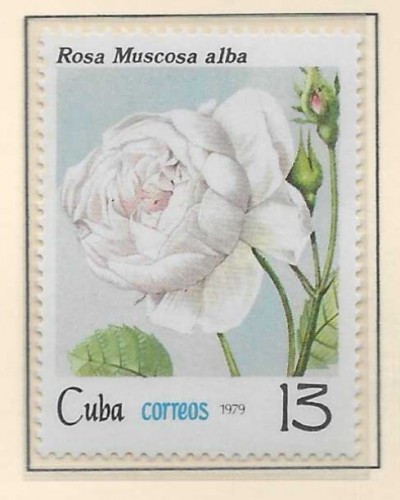 ROSA CUBA 13.jpg