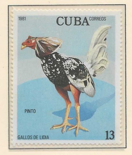 GALLO CUBA 13.jpg