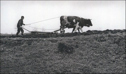 Fotografía de Nils P. Blix utilizada por Slania para grabar en 1973 uno de los sellos del Centenario del Museo Nórdico de Estocolmo