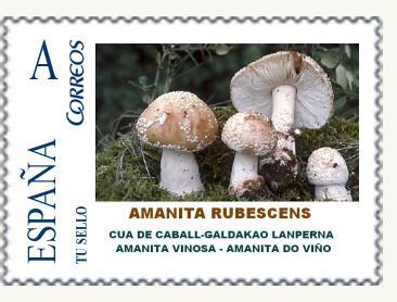 S008 - AMANITA RUBESCENS.jpg