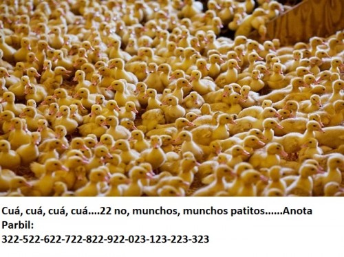 patitos.jpg
