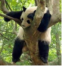 Panda.jpg