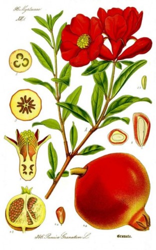 Illustration_Punica_granatum1.jpeg