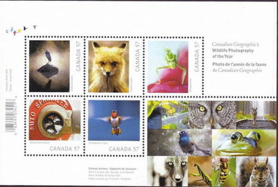 CANADA ARDILLA 01.jpg