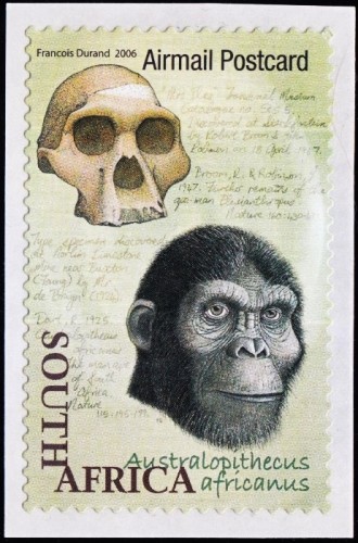 Australopithecus africanus, 3-2 million years ago