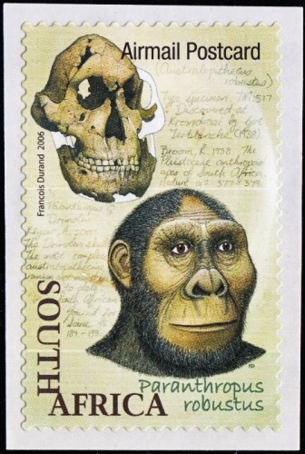 Paranthropus robustus (Australopithecus robustus), 2-1.2 million years ago