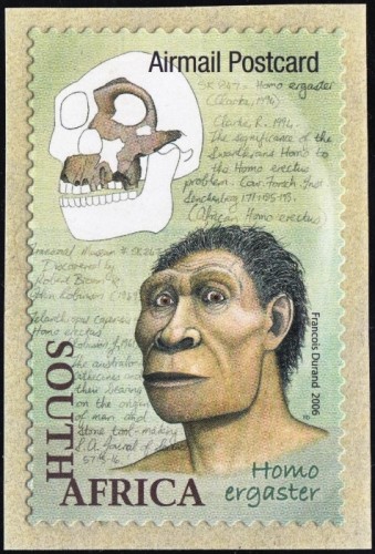 Homo ergaster (African Homo erectus), 1.9-1.4 million years ago