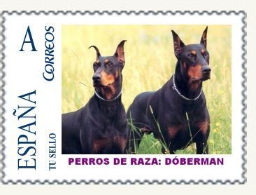 E005 - DOBERMAN.JPG