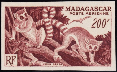 Madagascar 1954 Lemurs PF 2.jpg