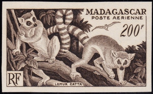 Madagascar 1954 Lemurs PF 3.jpg