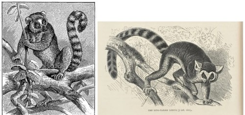 Madagascar 1954 Lemur Drawing 1.jpg