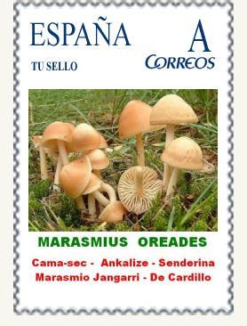 S010 - MARASMIUS OREADES.jpg