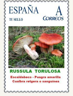 S011 - RUSSULA TORULOSA.jpg