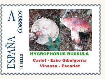 S012 - HYGROPHORUS RUSSULA.jpg