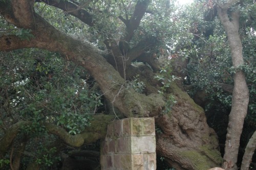 El árbol &quot;oficina de correos&quot;, aunque apuntalado, todavía en pie.