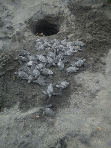 Primeras tortugas nacidas en la temporada 2012